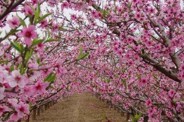 桃树什么时间施肥,施什么肥最合适?