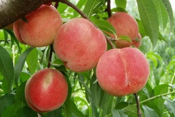 桃树什么时间施肥,施什么肥最合适?