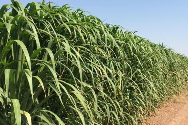 巨菌草每亩年收入多少?什么季节种?适合北方吗?