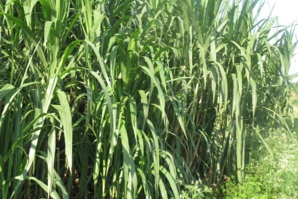 巨菌草每亩年收入多少?什么季节种?适合北方吗?