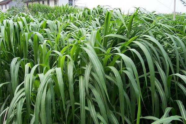 巨菌草每亩年收入多少?什么季节种?适合北方吗?