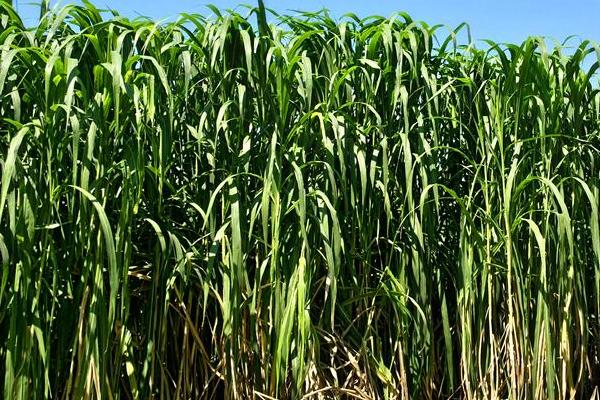 巨菌草每亩年收入多少?什么季节种?适合北方吗?