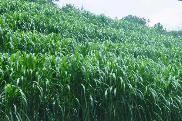 巨菌草每亩年收入多少?什么季节种?适合北方吗?