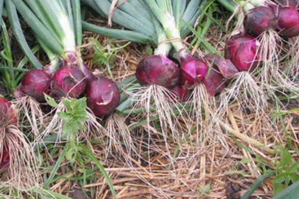 洋葱长出的苗能吃吗?怎么做好吃