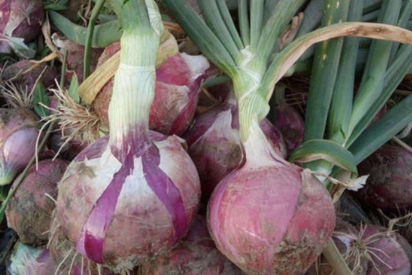 洋葱长出的苗能吃吗?怎么做好吃