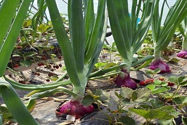 洋葱长出的苗能吃吗?怎么做好吃