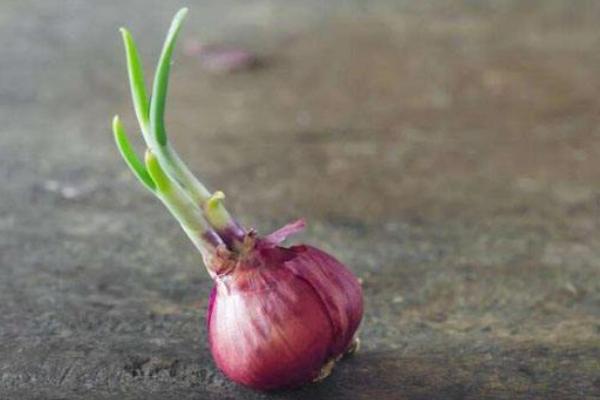 洋葱长出的苗能吃吗?怎么做好吃