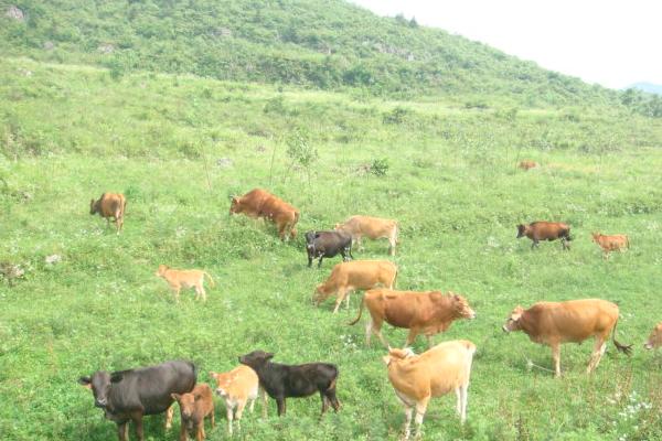 种草养牛的方式方法以及效益,可行性怎么样