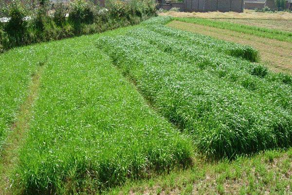 种草养牛的方式方法以及效益,可行性怎么样