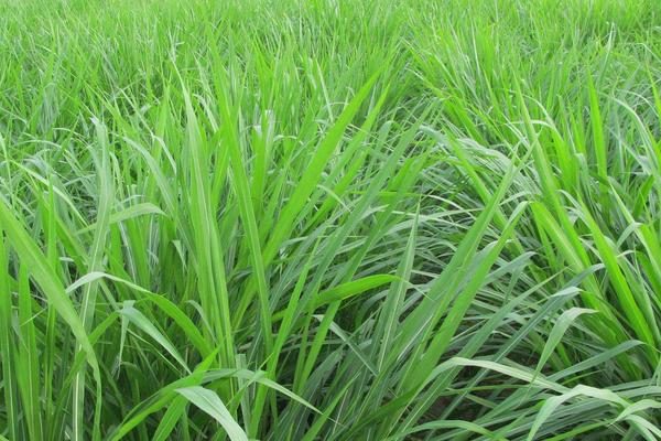 种草养牛的方式方法以及效益,可行性怎么样