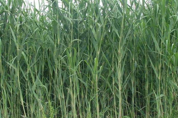 种草养牛的方式方法以及效益,可行性怎么样