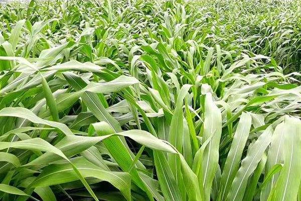 种草养牛的方式方法以及效益,可行性怎么样