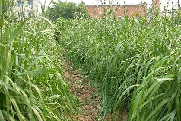 种草养牛的方式方法以及效益,可行性怎么样