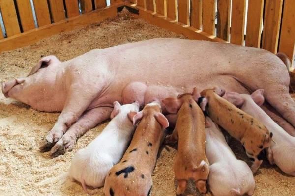 母猪产仔怎样接生?怎样配药治疗?