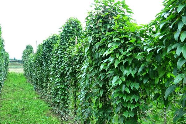 淮山种植技术与管理,附施肥方法