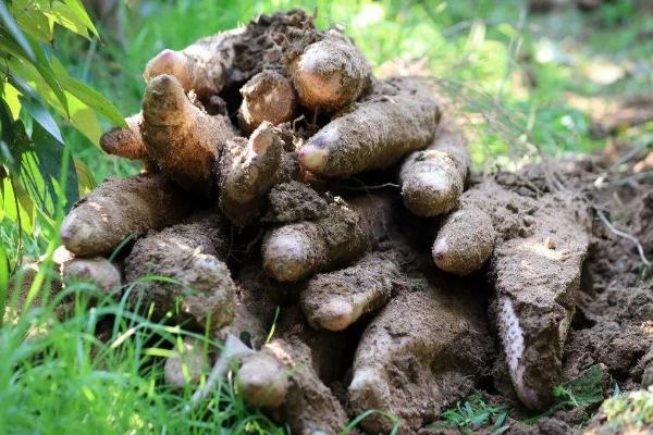 淮山种植技术与管理,附施肥方法