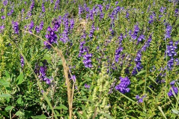 黄芩种植技术及亩收益,附前景分析