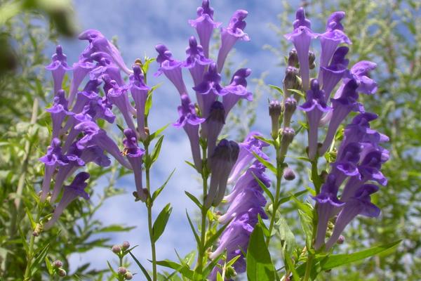黄芩种植技术及亩收益,附前景分析