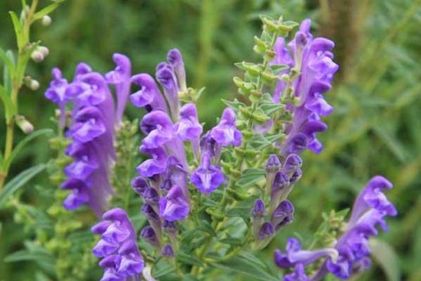 黄芩种植技术及亩收益,附前景分析