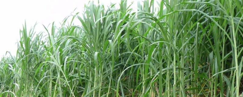 巨菌草每亩年收入多少？什么季节种？适合北方吗？