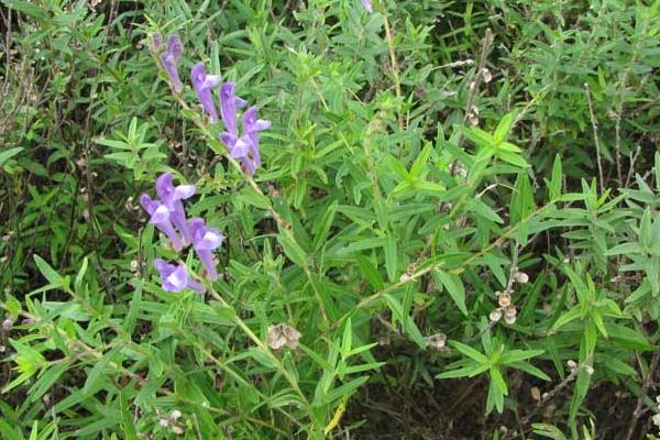 黄芩种植技术及亩收益,附前景分析