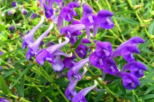 黄芩种植技术及亩收益,附前景分析