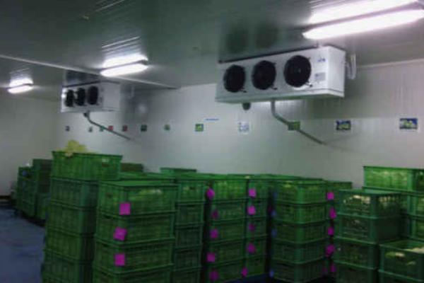 冷库储存蔬菜利润多大?一般能储多长时间?