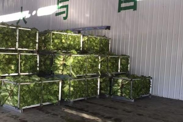 冷库储存蔬菜利润多大?一般能储多长时间?