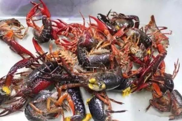 杀小龙虾的教程（正确的方法步骤）