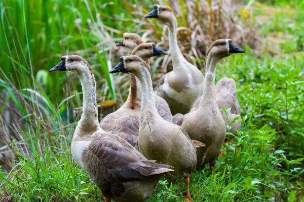 养鹅回收骗局揭秘,一定要谨慎