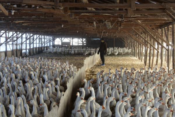 养鹅回收骗局揭秘,一定要谨慎