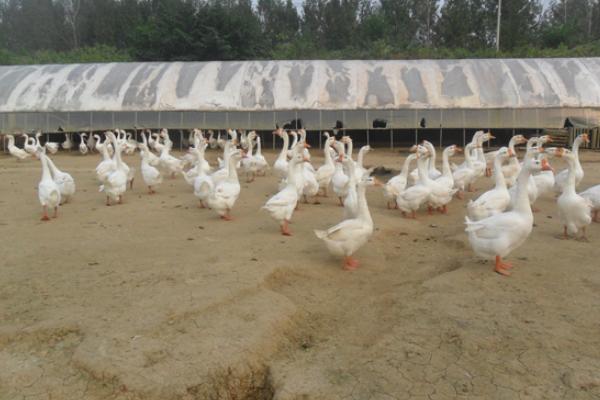 养鹅回收骗局揭秘,一定要谨慎