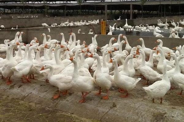 养鹅回收骗局揭秘,一定要谨慎