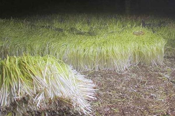 韭黄最简单种植方法,韭黄是怎么种出来的