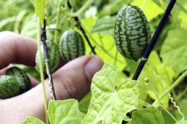 高效农业项目有哪些,高效农业是什么