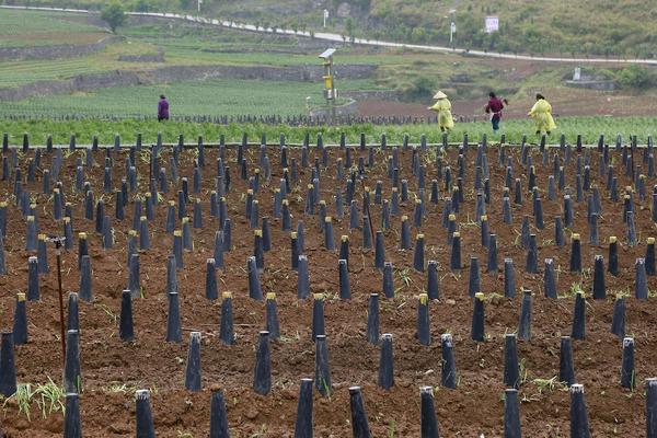 韭黄最简单种植方法,韭黄是怎么种出来的