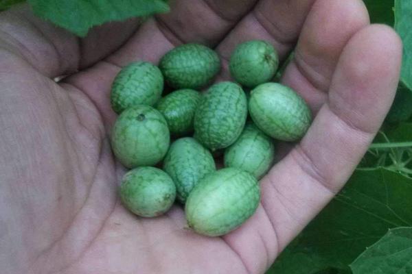 高效农业项目有哪些,高效农业是什么