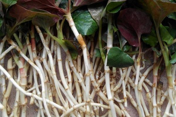 高效农业项目有哪些,高效农业是什么