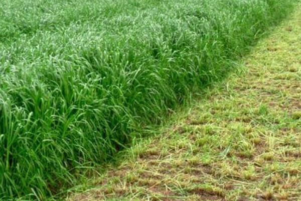 高效农业项目有哪些,高效农业是什么