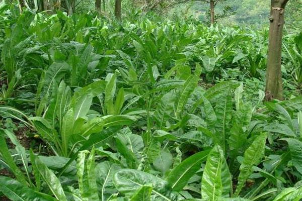 高效农业项目有哪些,高效农业是什么