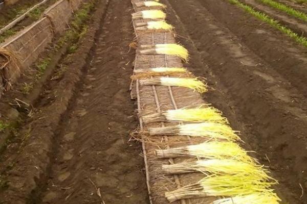 韭黄最简单种植方法,韭黄是怎么种出来的