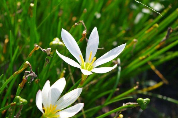 高效农业项目有哪些,高效农业是什么