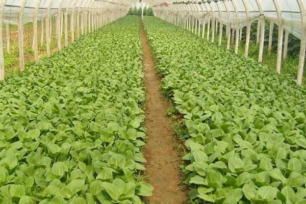 种植大棚蔬菜风险大吗?赚钱吗?主要风险点在哪?