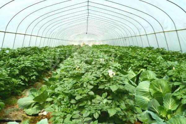 种植大棚蔬菜风险大吗?赚钱吗?主要风险点在哪?