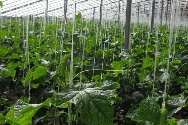 种植大棚蔬菜风险大吗?赚钱吗?主要风险点在哪?