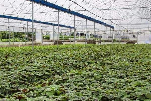 种植大棚蔬菜风险大吗?赚钱吗?主要风险点在哪?