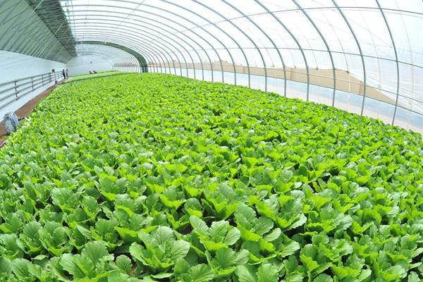 种植大棚蔬菜风险大吗?赚钱吗?主要风险点在哪?