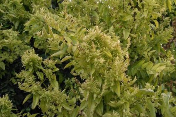 枣树小叶病怎么治？用什么药？是因为啥引起的？