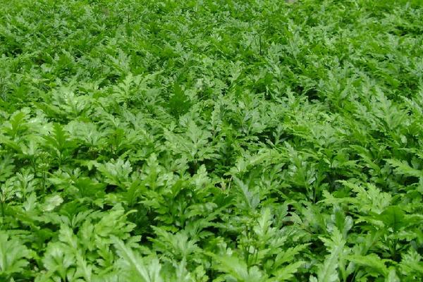 黄连种植技术和亩收益,附常见病虫害防治方法