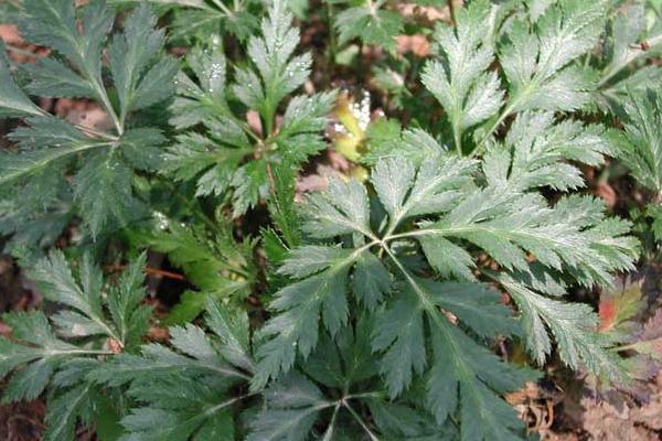 黄连种植技术和亩收益,附常见病虫害防治方法